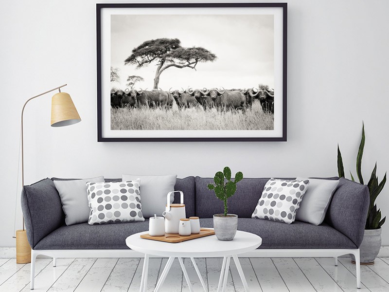 Buffalo Plains Buffalo Plains