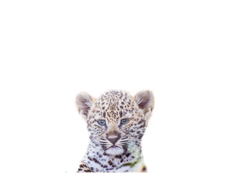 Safari Babies - Leo Safari Babies - Leo