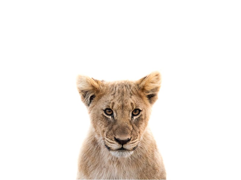 Safari Babies - Lex Safari Babies - Lex