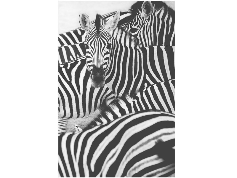 Sea Of Zebras Sea Of Zebras