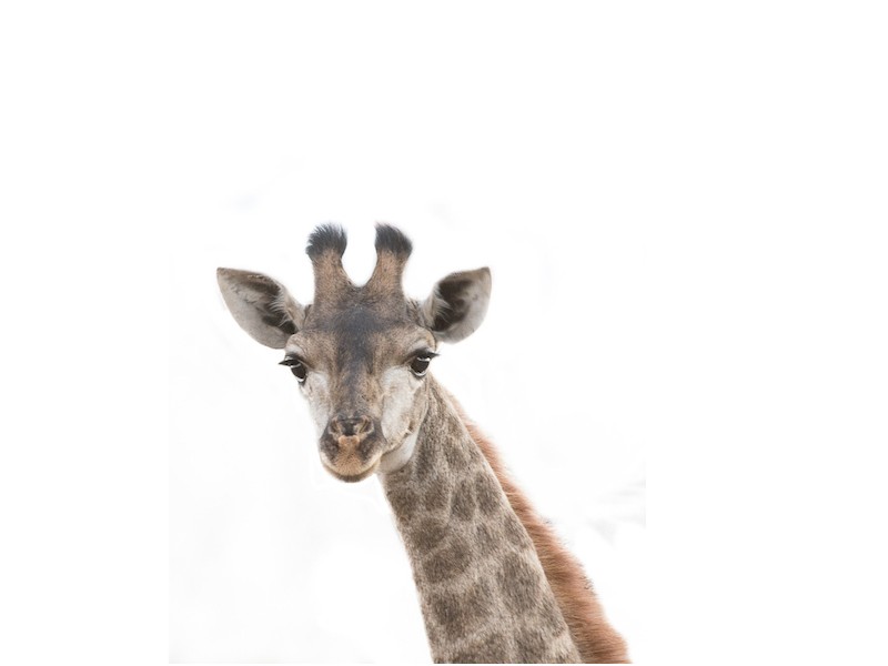 Safari Babies - Sophie Safari Babies - Sophie