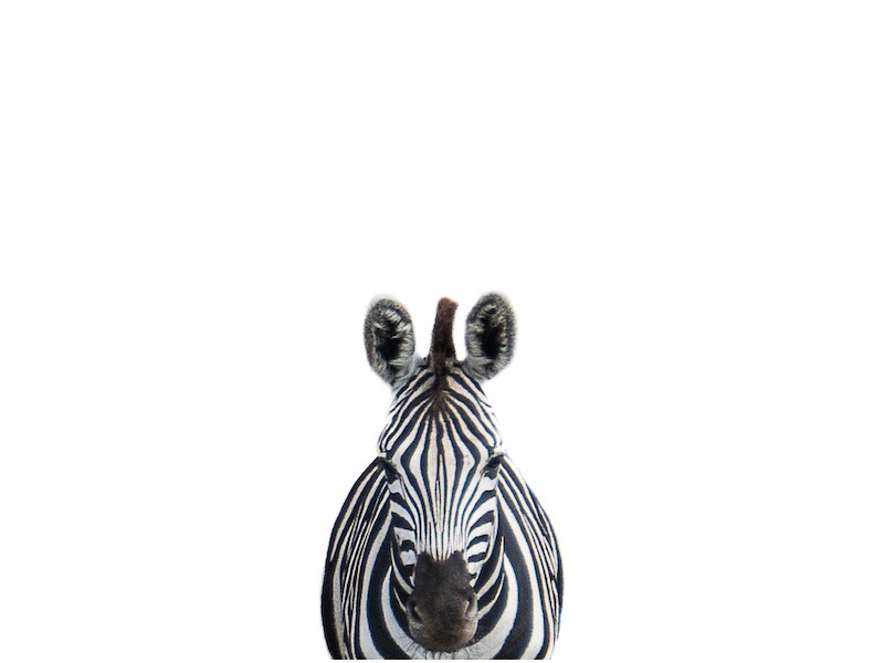 Safari Babies - Zac Safari Babies - Zac