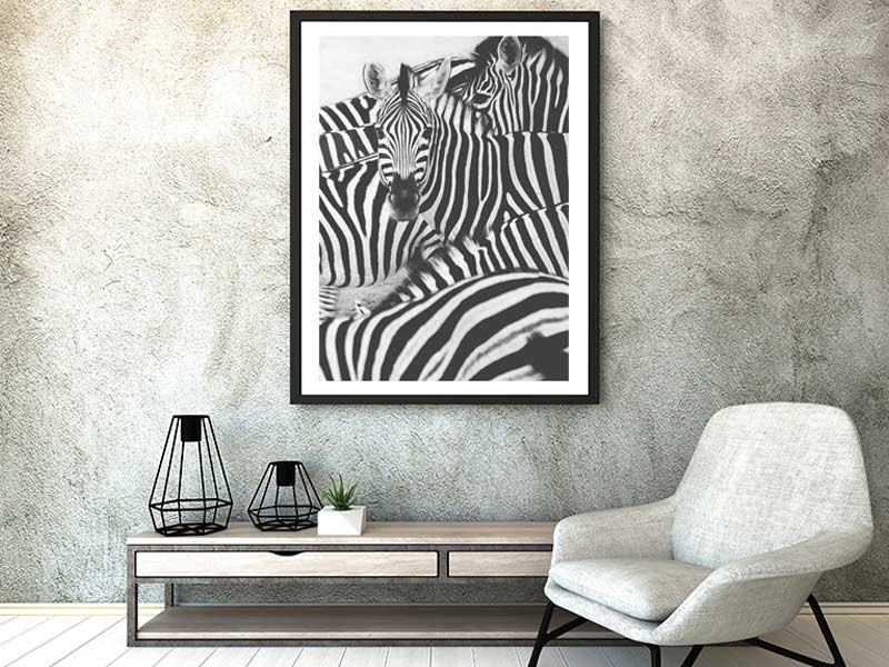 Sea Of Zebras Sea Of Zebras