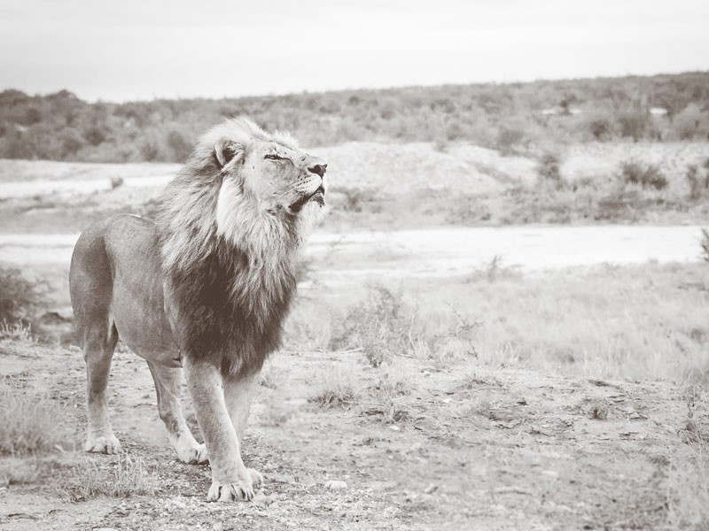 The Lion King The Lion King