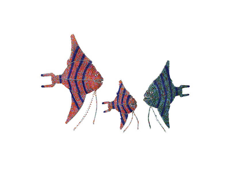 Allsorts Collection Angel Fish