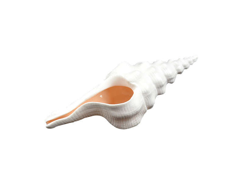 Cape Conch